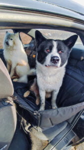 Суцільний автогамак, чорний + чорний