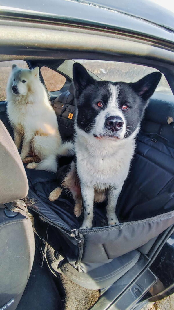 9C489EEC-B708-44EB-B1C9-26AB98966B98 Автогамак трансформер, чорний + чорний