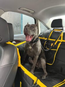 Автогамак трансформер, чорний + жовтий