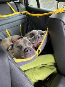 Автогамак трансформер, сірий + жовтий