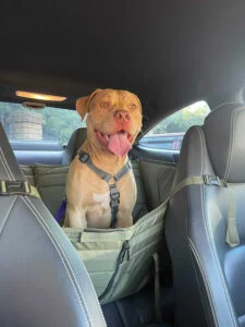 Автогамак трансформер, хакі + хакі