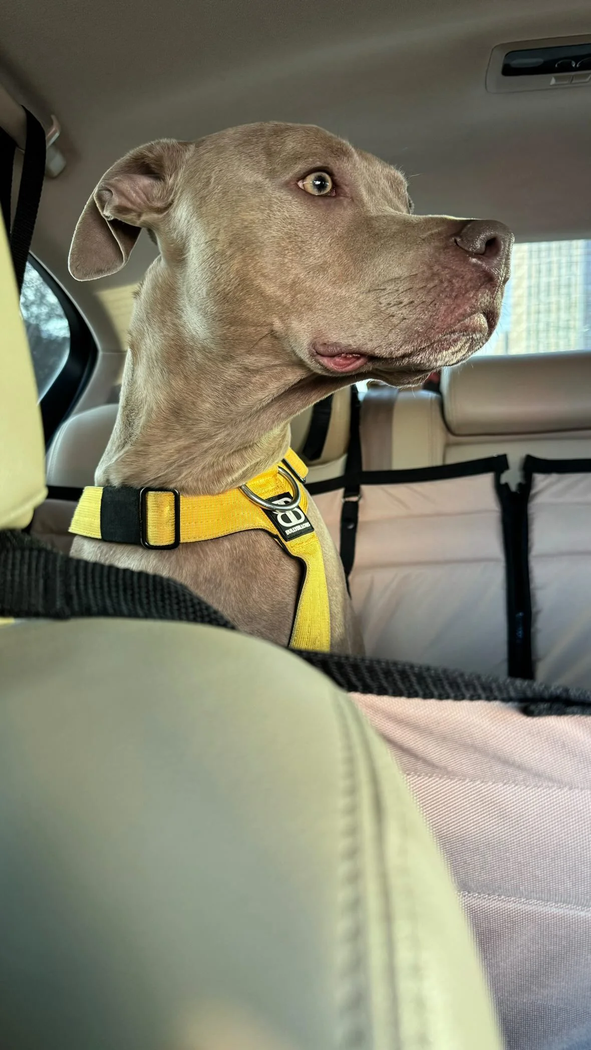 Суцільний автогамак, беж + чорний - Зображення 5