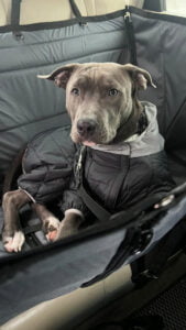 Автогамак трансформер, сірий + чорний