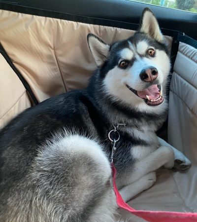 Автогамак для транспортування тварин в авто