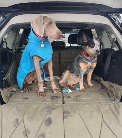 Автогамак для транспортування тварин в авто