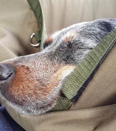 Автогамак для транспортування тварин в авто