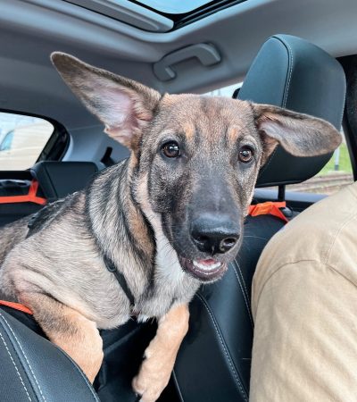 Автогамак для транспортування тварин в авто