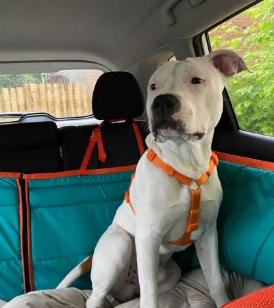 Автогамак для транспортування тварин в авто від WOOFRIDE