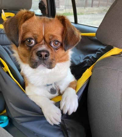 Автогамак для транспортування тварин в авто