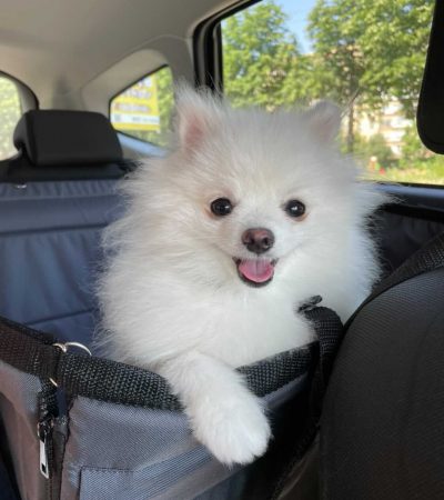 Автогамак для транспортування тварин в авто від WOOFRIDE