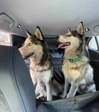 Автогамак для транспортування тварин в авто