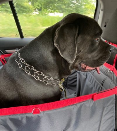 Автогамак для транспортування тварин в авто від WOOFRIDE