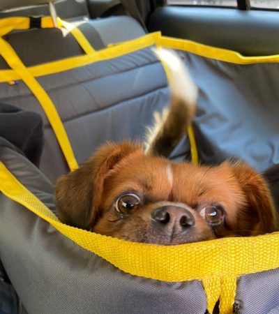 Автогамак для транспортування тварин в авто